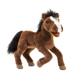 Domest Horse(1)