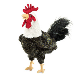 Domest Rooster(1)