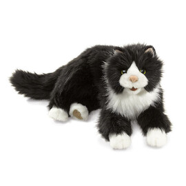 Cat Tuxedo(1)