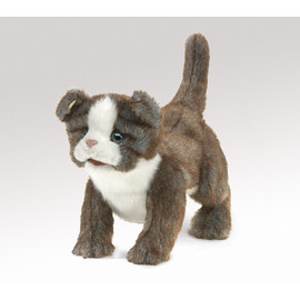 zzzCat Kitten, ScottishFold(1)