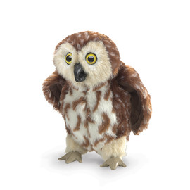 Bird Owl, Saw-Whet (1)