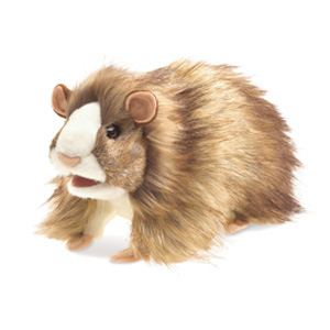 Domest Guinea Pig(1)