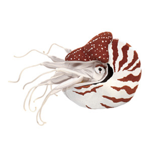 Sea Nautilus(1)