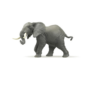 Wild Elephant(1)