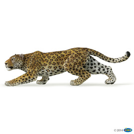 Leopard(1)