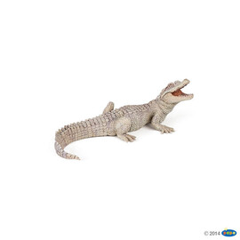 White baby crocodile(1)