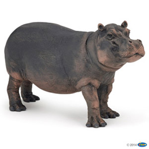 Hippopotamus cow(1)