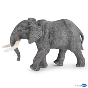 African elephant(1)