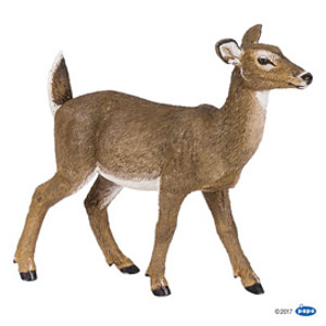 White-tailed doe(1)