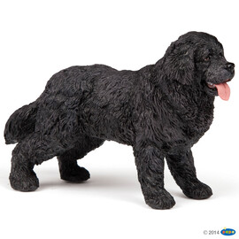 Newfoundland(1)