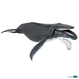Humpback whale (1)