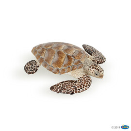 Loggerhead turtle(1)