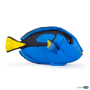 Surgeonfish(1)