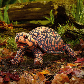 Folkmanis Box Turtle Puppet