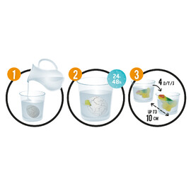 Buki France Dino Magic Eggs CDU of 12