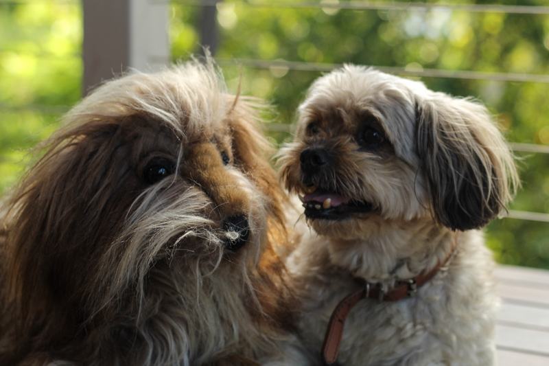Shaggy Dog Puppies A studio portrait of a gray shaggy