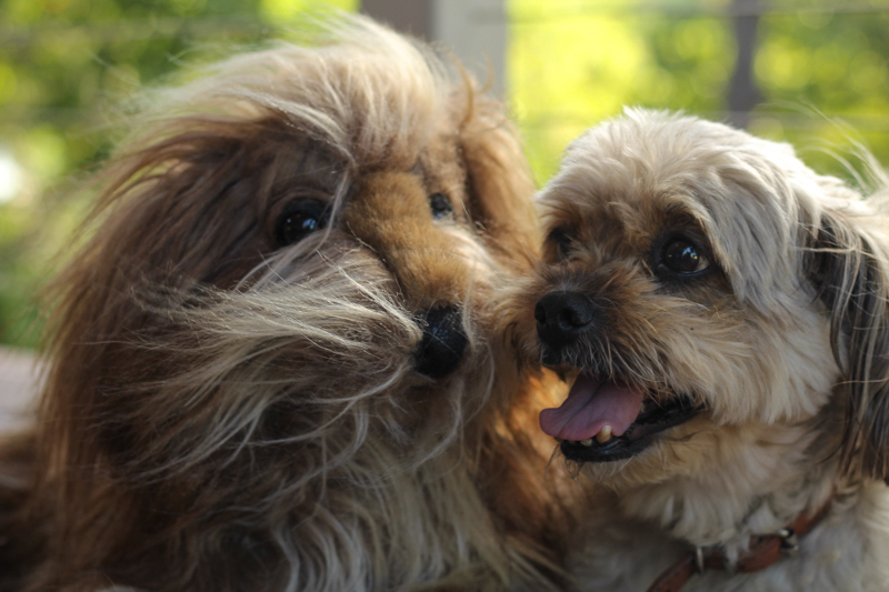 shaggy dog soft toy