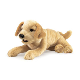 Dog, Labrador Puppy Yellow
