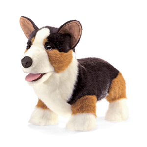 Dog, Corgi
