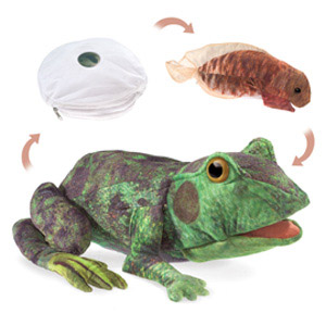 LifeCycle, Frog Puppet
