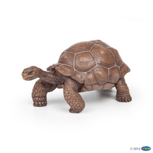 #WildGalapagos tortoise
