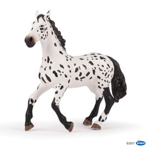 #WildLarge Appaloosa horse