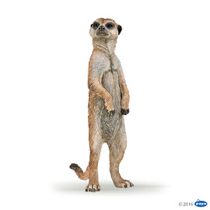 WildStanding meerkat