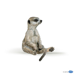 WildSitting meerkat