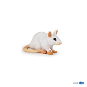 #WildWhite mouse