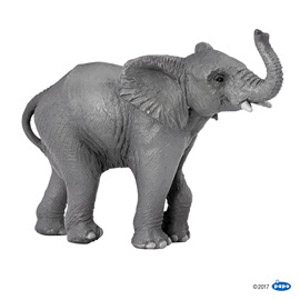 #WildYoung elephant