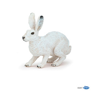#WildArctic hare