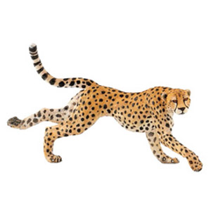 WildRunning cheetah