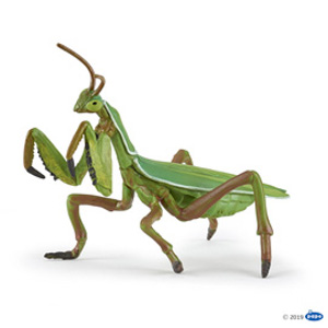 ##WildPraying mantis