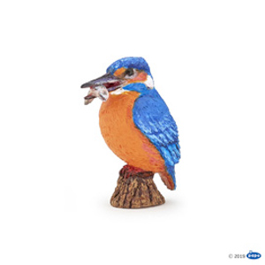 WildCommon kingfisher