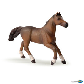 HorseAnglo-Arab mare