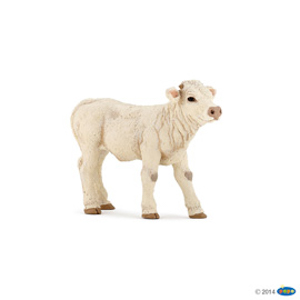 Charolais calf(1)