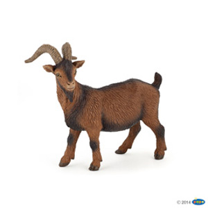 FarmBrown billy goat