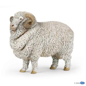 ##FarmMerino sheep