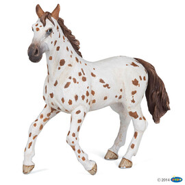 HorseBrown appaloosa mare