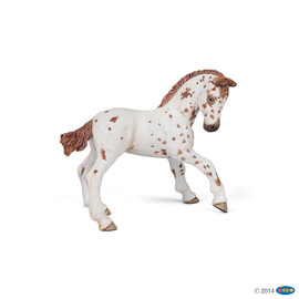 HorseBrown appaloosa foal