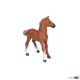 HorseAlezanThoroughBredFoal
