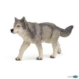 ##WildGrey wolf