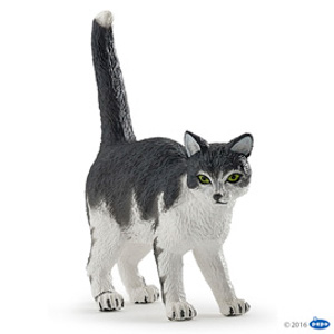 #CompanionBlack and white cat