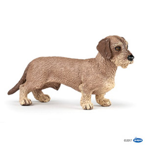 #CompanionDachshund
