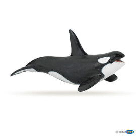 MarineKiller whale