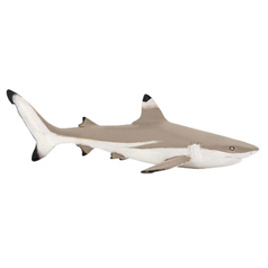MarineBlacktip reef shark