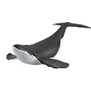 MarineWhale calf
