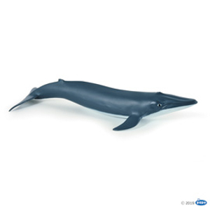 MarineBlue whale calf