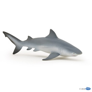 MarineBull shark