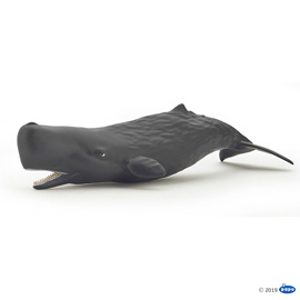 MarineSperm whale calf
